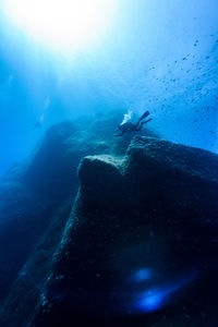 Fish swimming in sea