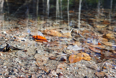 Fallen leaves on ground