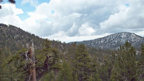 View of trees in forest against cloudy sky