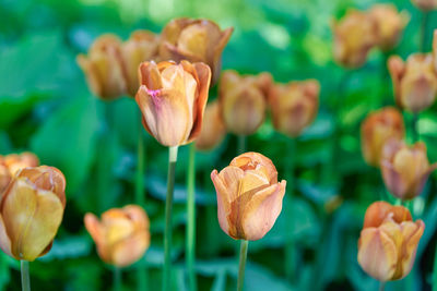 Close-up of flowering plant