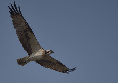 Low angle view of eagle flying against clear blue sky