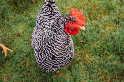 Portrait of barred plymouth rock chicken on the farm