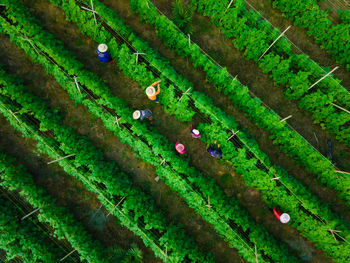 High angle view of sheep on land