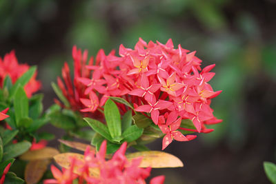 Close-up of red flowering plant