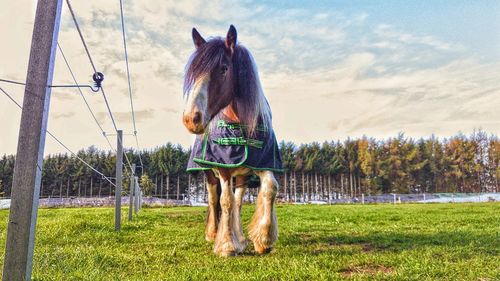 Full length of a horse on field