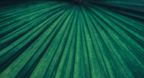 Full frame shot of palm leaves