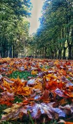 Close-up of autumn leaves fallen on grass