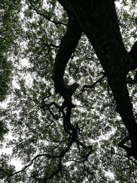 Low angle view of tree in forest