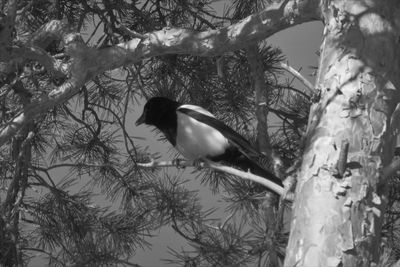 Low angle view of bird perching on tree
