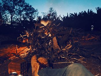 Low angle view of woman standing by tree on field against sky