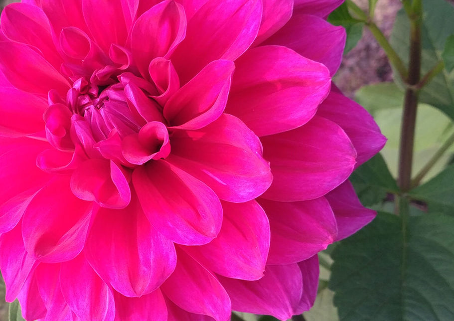 CLOSE-UP OF PINK FLOWER