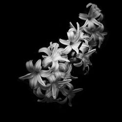 Close-up of flower over black background
