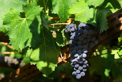 Close-up of grapes growing in vineyard