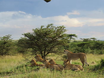 Horses on field against sky