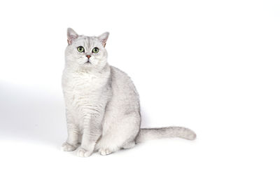 Portrait of cat sitting against white background