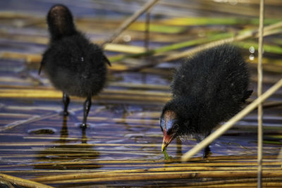 Close-up of birds in lake