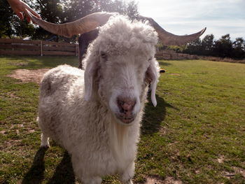 A special sheep with curly fur looks into the camera.
