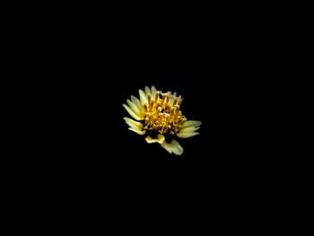 Close-up of yellow flower against black background