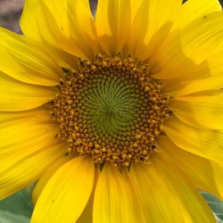 Close-up of fresh sunflower blooming outdoors