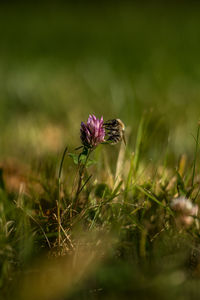 nature