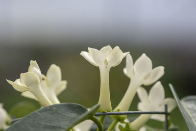 Close-up of white flowering plant