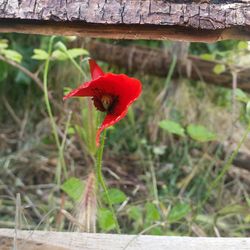 Close-up of a red flower on a field