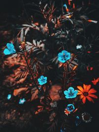 High angle view of flowering plants on land