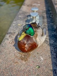 High angle view of a bird