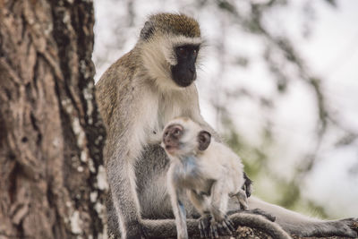 Close-up of monkey