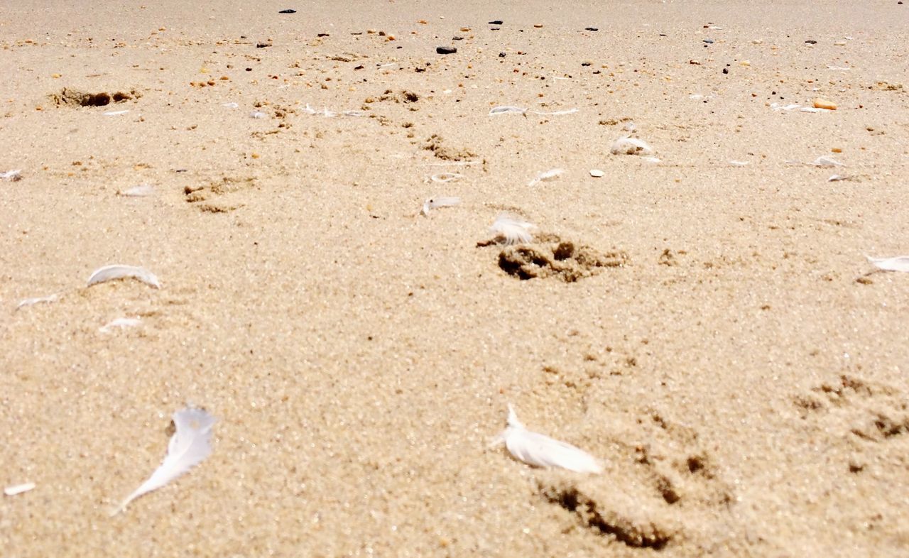 sand, beach, shore, animal themes, wildlife, footprint, high angle view, nature, animals in the wild, sandy, bird, seashell, day, outdoors, no people, sunlight, sea, dirt, tranquility, crab