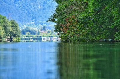 Scenic view of lake in forest