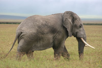 Side on portrait of wild elephant loxodonta africana ngorongoro crater, tanzania.