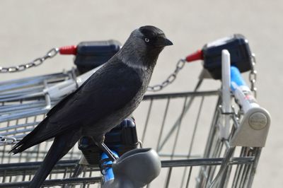 Close-up of bird perching on supermarket cart