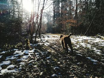 Man with dog against sky