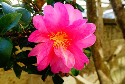 Close-up of pink flowering plant