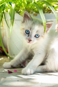 Close-up of cat sitting on table