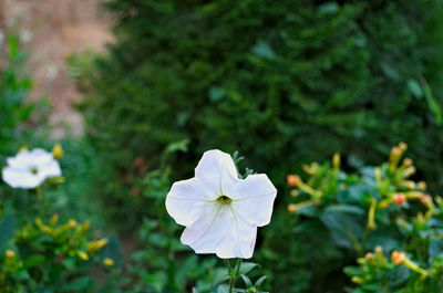 Close-up of white flower blooming outdoors