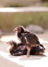 Close-up of young birds on floor