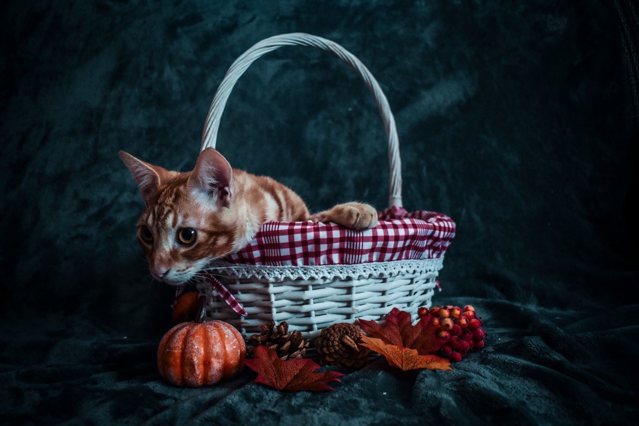 PORTRAIT OF A DOG IN BASKET OF BLANKET