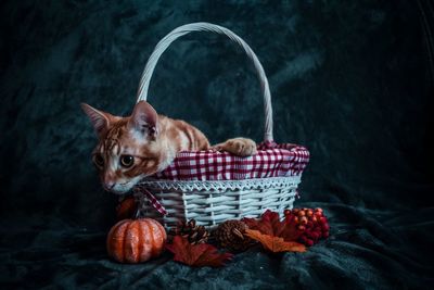 Portrait of a dog in basket