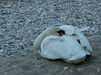 Close-up of swan swimming