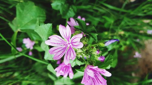 Close-up of pink flowering plant