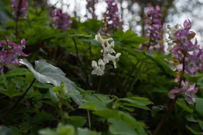 Close-up of white flowering plants