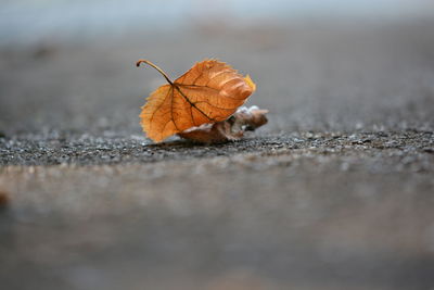 Close-up of dry autumn leaf