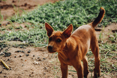 Portrait of dog standing on field