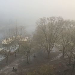 Bare trees in foggy weather against sky during winter