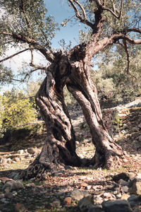 Tree in forest