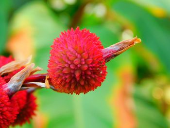 Close-up of pink flower blooming outdoors