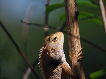 Close-up of lizard on tree