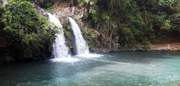 Scenic view of waterfall in forest